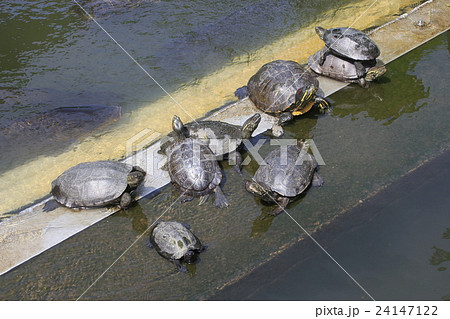 不忍池のカメ集団 24147122
