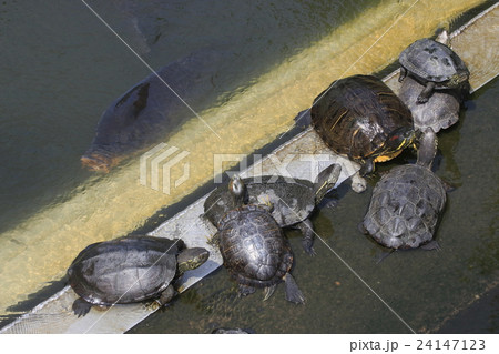不忍池のカメ集団 不忍池のカメ集団 24147123
