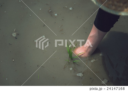 田んぼにて 24147168