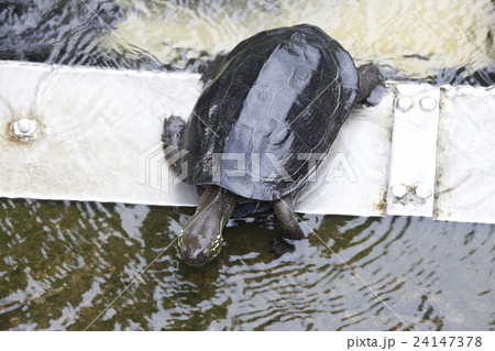 不忍池のクサガメ 24147378