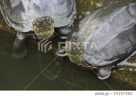 不忍池のクサガメ 24147382