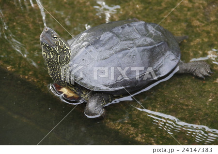 不忍池のクサガメ 24147383