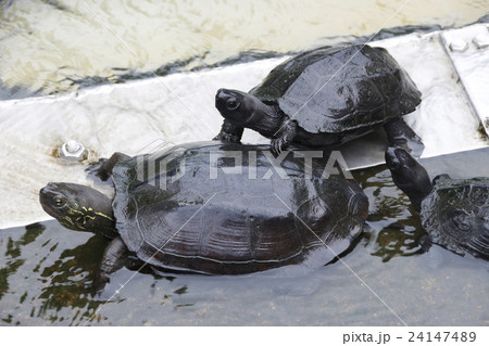 不忍池のクサガメ 雄雌ペア の写真素材