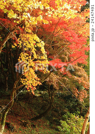 降り注ぐ紅葉 24147491