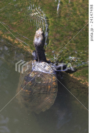 不忍池のイシガメ 24147498