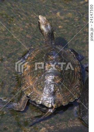 不忍池のイシガメ 不忍池のイシガメ 24147500