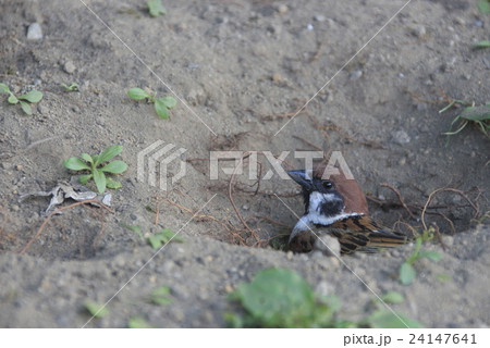 砂浴びするススメ 24147641