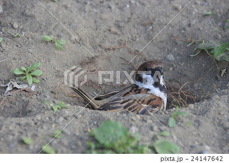 砂浴びするススメ 24147642