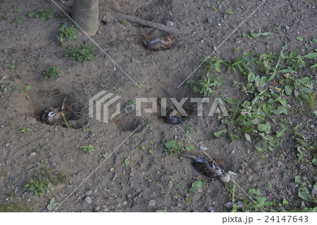 砂浴びするススメ 砂浴びするススメ 24147643