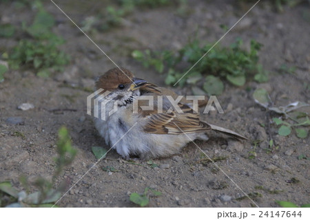 砂浴びするススメ 24147644