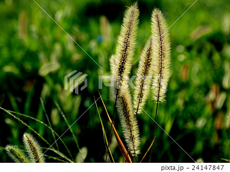 逆光下のネコジャラシ 逆光下のネコジャラシ 24147847