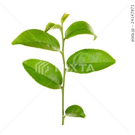 green tea leaf isolated on white background green tea leaf isolated on white background 24147971