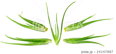 Aloe vera plant isolated on the white background Aloe vera plant isolated on the white background 24147997