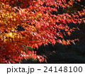 秋の六義園５ 24148100