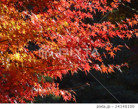 秋の六義園５ 24148100