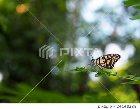 wild small black light yellow pattern butterfly wild small black light yellow pattern butterfly 24148238