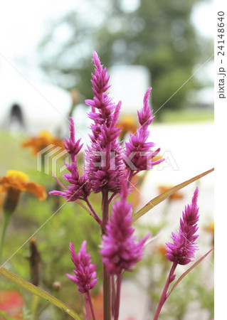 桃色のヤリゲイトウ 24148640