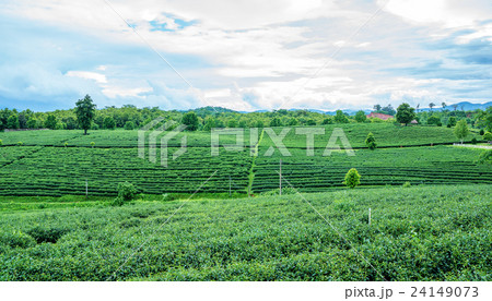green tea plantation at Chiang Rai, Thailand. 24149073