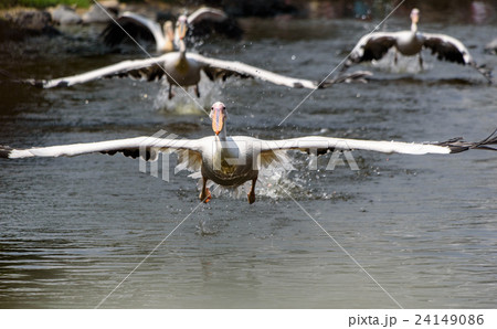 モモイロペリカン 24149086