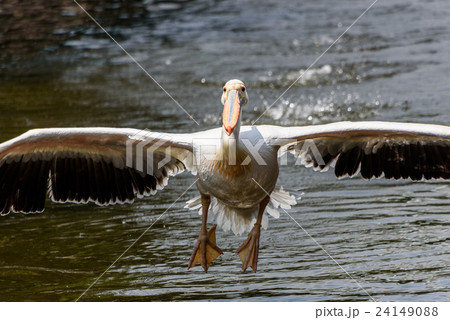 モモイロペリカン モモイロペリカン 24149088