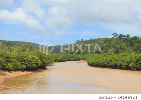 慶佐次湾のヒルギ林 慶佐次湾のヒルギ林 24149131