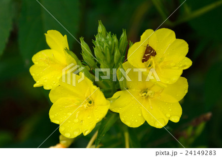オオマツヨイグサの黄色の花が咲く オオマツヨイグサの黄色の花が咲く 24149283