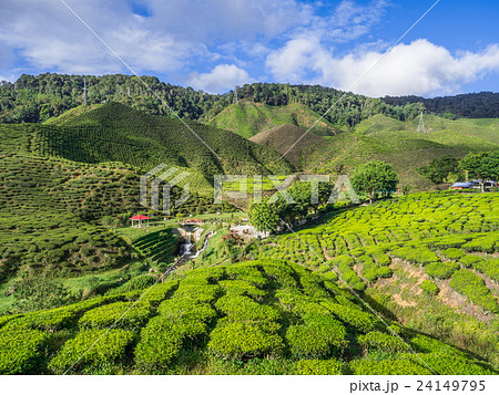 Tea plantation in the Cameron highlands 24149795