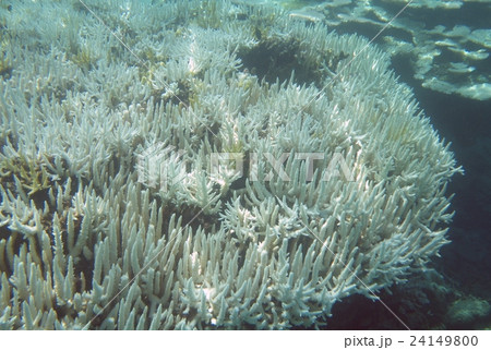 白化したサンゴ 沖縄 波照間島 ニシ浜の写真素材 [24149800] - PIXTA