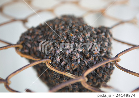 Bee building nest and honeycomb on rusty steel Bee building nest and honeycomb on rusty steel 24149874