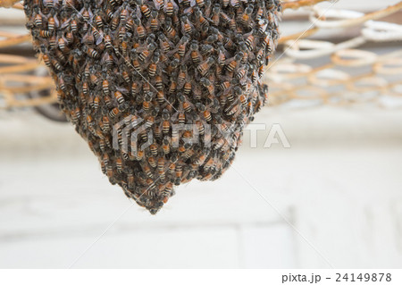 Bee building nest and honeycomb on rusty steel 24149878