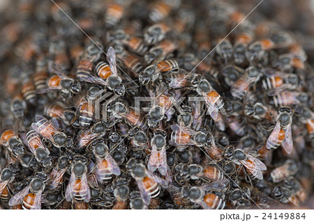 Bee building nest and honeycomb on rusty steel 24149884