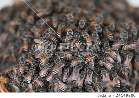 Bee building nest and honeycomb on rusty steel 24149886