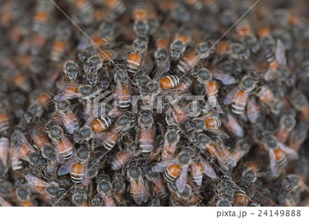 Bee building nest and honeycomb on rusty steel Bee building nest and honeycomb on rusty steel 24149888