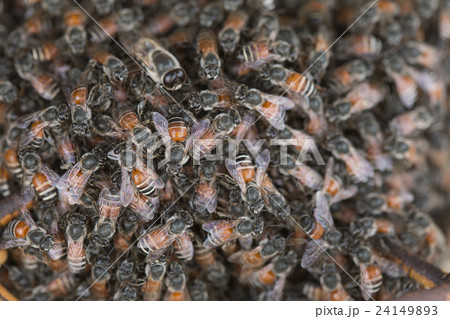 Bee building nest and honeycomb on rusty steel Bee building nest and honeycomb on rusty steel 24149893