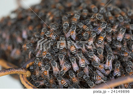 Bee building nest and honeycomb on rusty steel 24149896