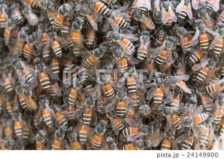 Bee building nest and honeycomb on rusty steel 24149900