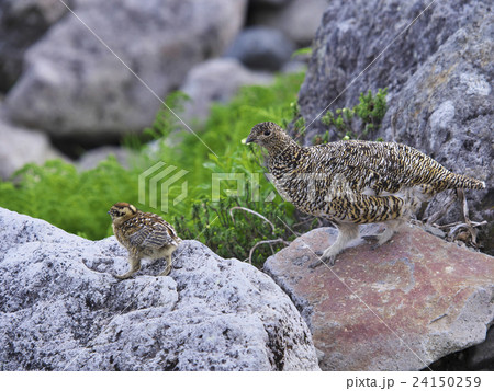 ライチョウ親子 24150259