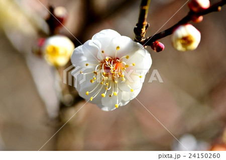 梅の花 梅の花 24150260