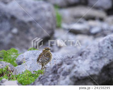 ライチョウの雛 ライチョウの雛 24150295