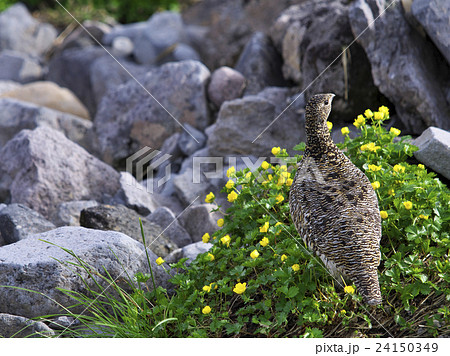 ライチョウ 24150349