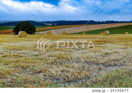 北海道 美瑛の丘 農園 24150477