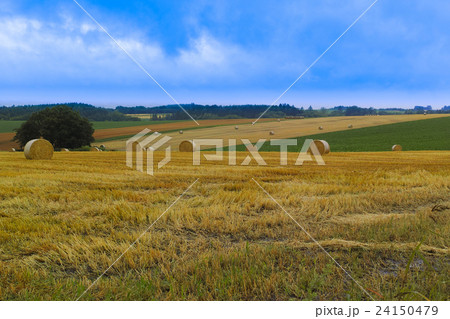 北海道 美瑛の丘 農園 24150479