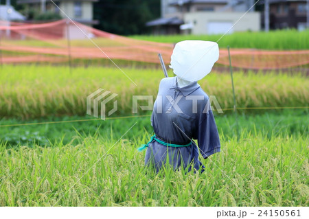 田んぼのかかし 田んぼのかかし 24150561