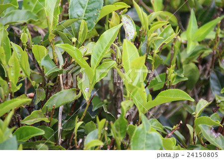 茶葉 24150805