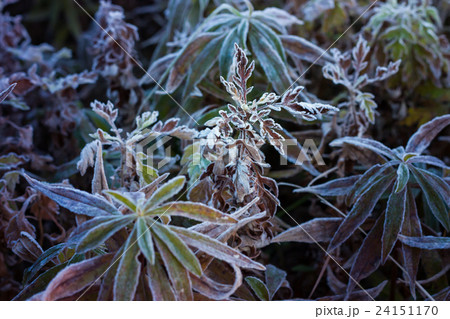 初霜が降りる草花 24151170