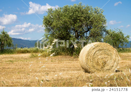 Tuscan landscape 24151778