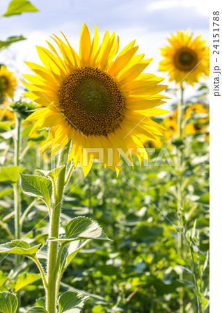 Sunflower in a field Sunflower in a field 24151788