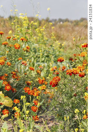 blooming marigold flowers field closeup 24151834