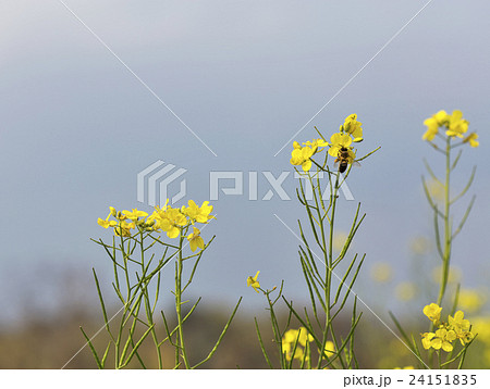 Flowering oilseed rape flower field closeup 24151835