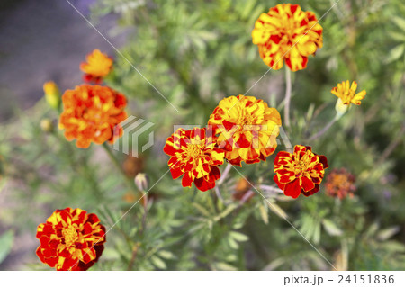 blooming marigold flowers field closeup 24151836